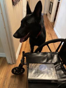 large black dog looks away from book