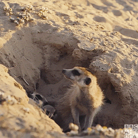 Three meerkats poke their heads out of a burrow with one standing on its hind legs looking at the camera