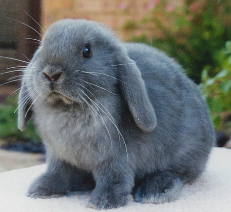 pictures of baby bunnies with floppy ears