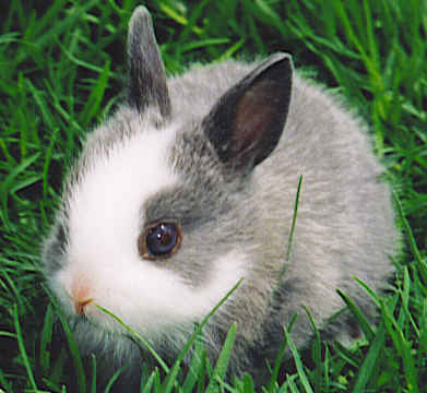 fluffy baby rabbits