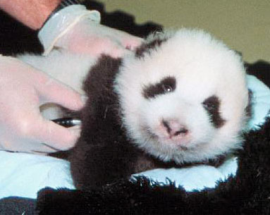Baby Panda, please don't die!